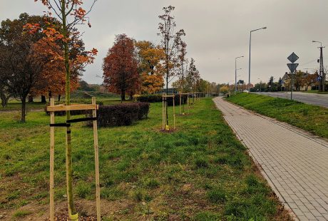 Na zdjęciu widać szpaler młodych drzewek wzdłuż ulicy Kobusiewicza. Wokół każdego drzewka są trzy paliki i taśma, która je zabezpiecza. W tle są krzewy.