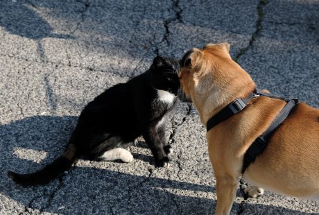 Zdjęcie psa i kota stykających się nosami.