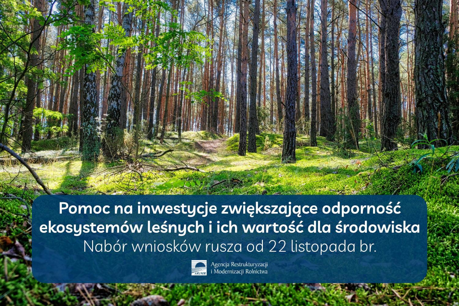 Jesteś właścicielem lasu i chcesz dokonać w nim inwestycji? – Miasto  Zduńska Wola