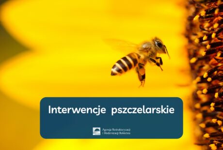 interwencje pszczelarskie