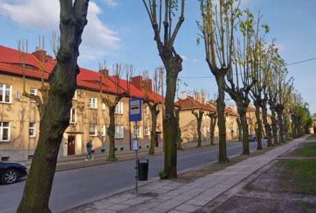 Ulica miejska wysadzana bezlistnymi drzewami i dwupiętrowymi beżowymi budynkami pod czystym, błękitnym niebem.